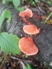 Trametes cinnabarina