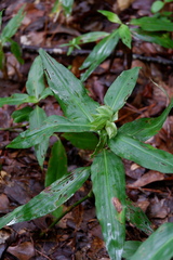 Commelina virginica