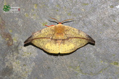 Oreta bicolor