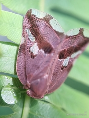 Ricania speculum