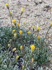 Raillardella scaposa