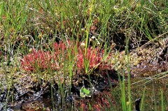 Drosera intermedia