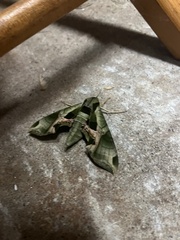 Eumorpha pandorus