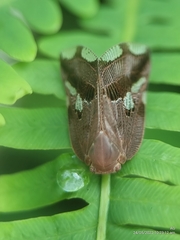 Ricania speculum