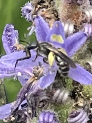Halictidae