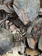 Lycosinae