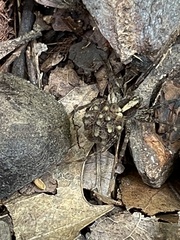 Lycosinae