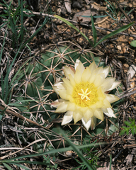 Coryphantha elephantidens