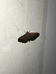 Pilocrocis ramentalis