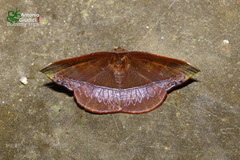 Fascellina clausaria