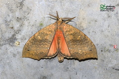 Gangarides vardena