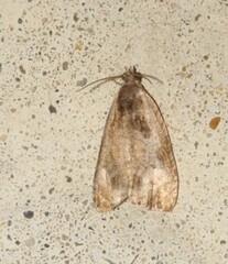 Olethreutes punctanum