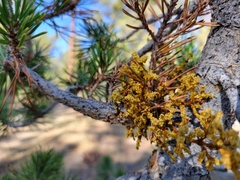 Arceuthobium americanum