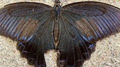 Papilio dehaanii