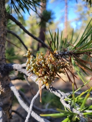 Arceuthobium americanum