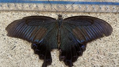Papilio dehaanii