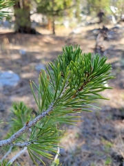 Arceuthobium americanum