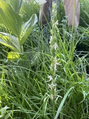 Platanthera dilatata leucostachys
