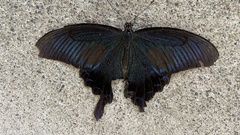Papilio dehaanii
