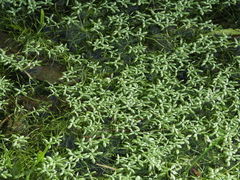 Callitriche