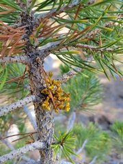 Arceuthobium americanum