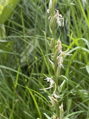 Platanthera dilatata leucostachys