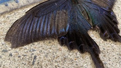 Papilio dehaanii