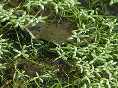 Callitriche