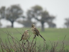 Mimus thenca