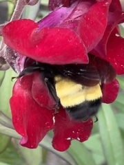 Bombus auricomus