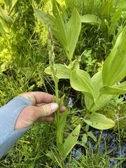 Platanthera dilatata leucostachys