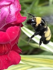 Bombus auricomus