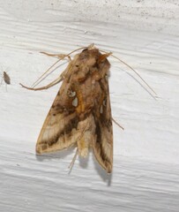 Autographa bimaculata