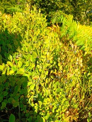 Vaccinium myrtillus