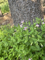 Erythranthe erubescens