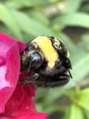 Bombus auricomus