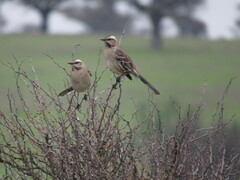 Mimus thenca