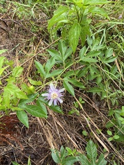 Passiflora incarnata