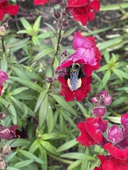 Bombus auricomus
