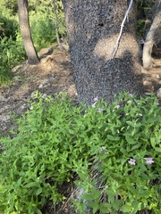 Erythranthe erubescens