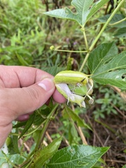Passiflora incarnata