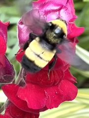 Bombus auricomus