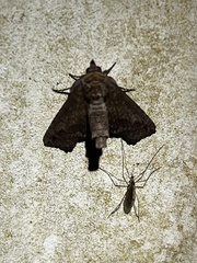 Paectes abrostoloides