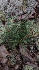 Phemeranthus mengesii