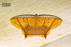 Thinopteryx crocoptera