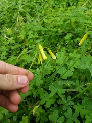 Oxalis pes-caprae