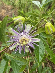 Passiflora incarnata