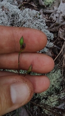 Phemeranthus mengesii