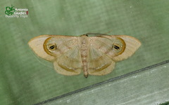 Problepsis achlyobathra