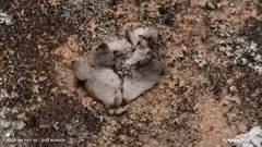 Dermatocarpon miniatum